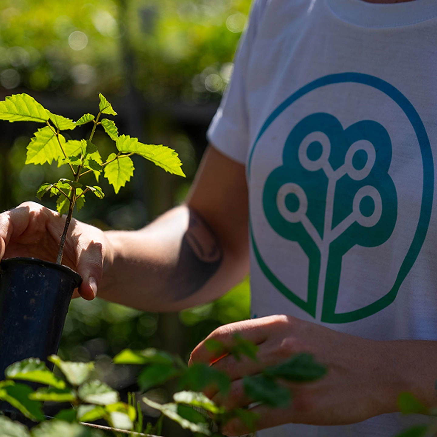 Tree-Nation tree planting initiative