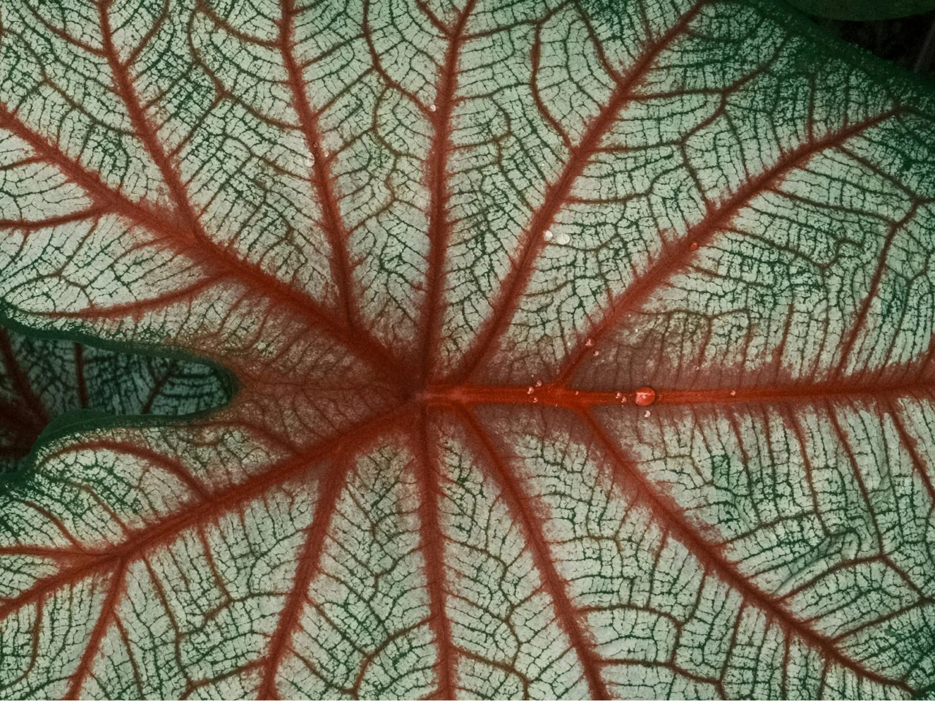 01 | Sprout Surge Breath of Veins landscape