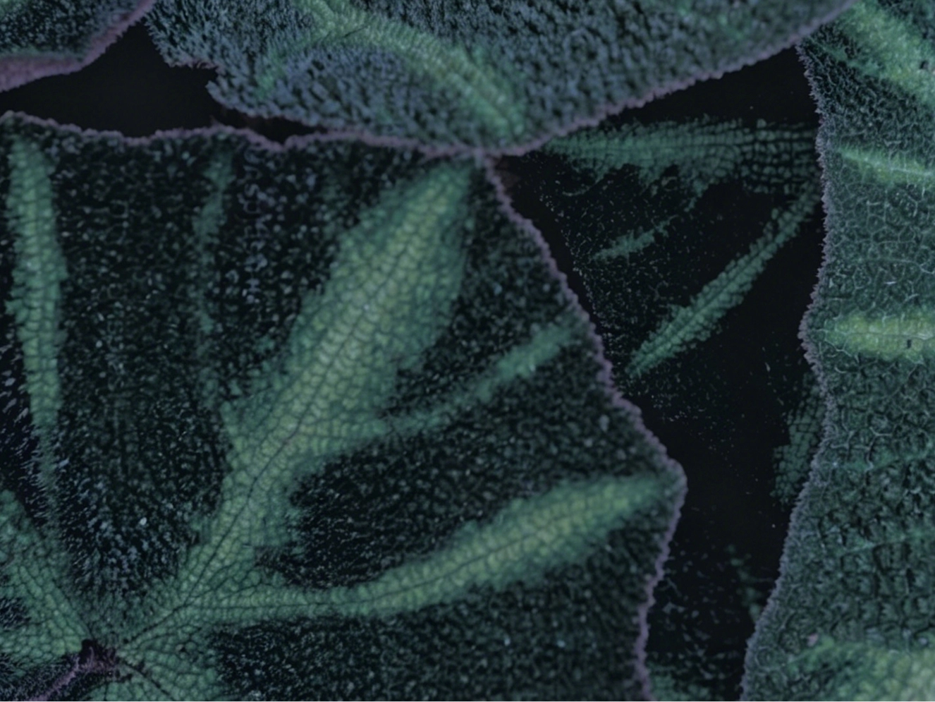 02 | Dive Green Breath of Veins landscape