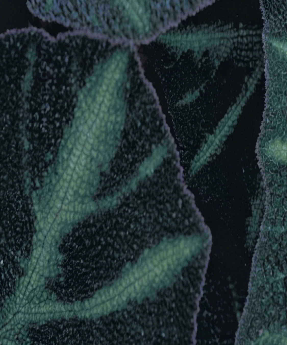Earth-Pattern · Dive Green