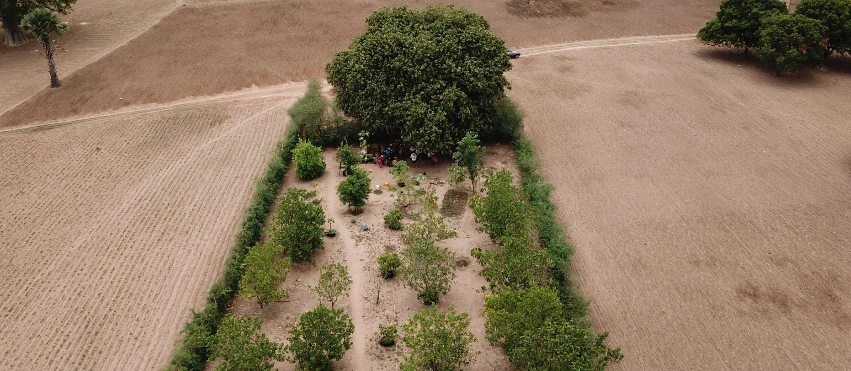 Mangrove reforestation