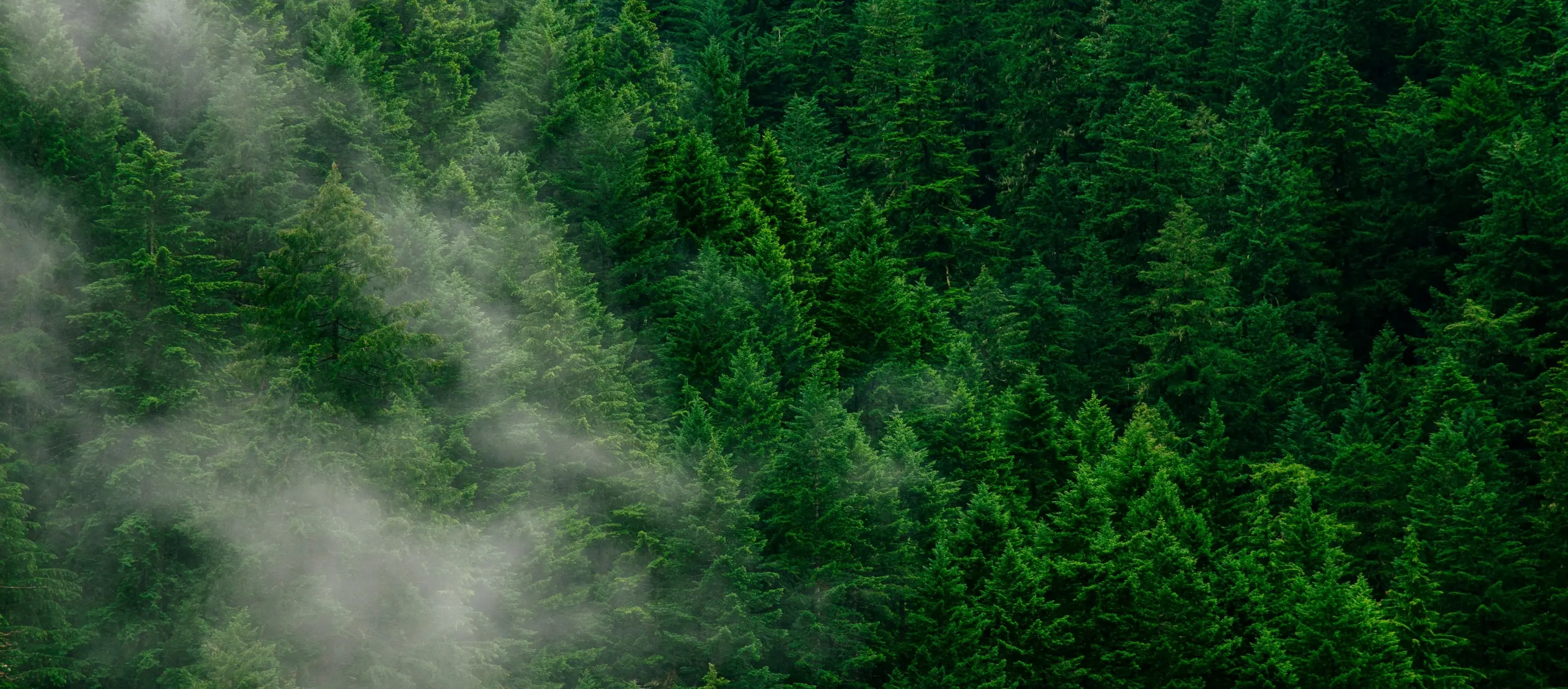 Earth Day forest
