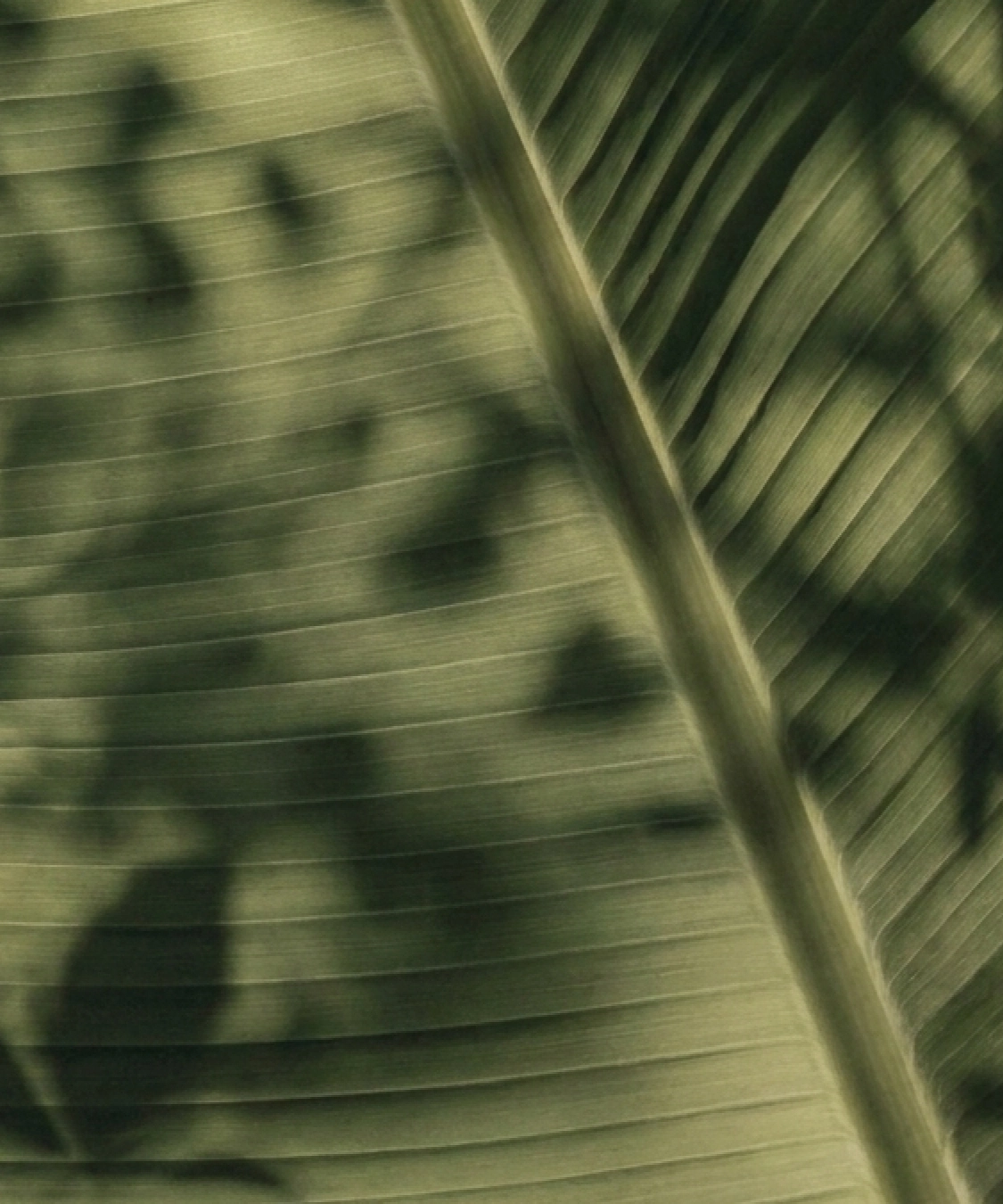 PITAKA Earth-Pattern Collection