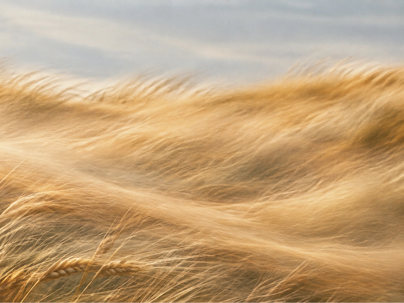01 | Golden Drift Wind Over Wheat landscape