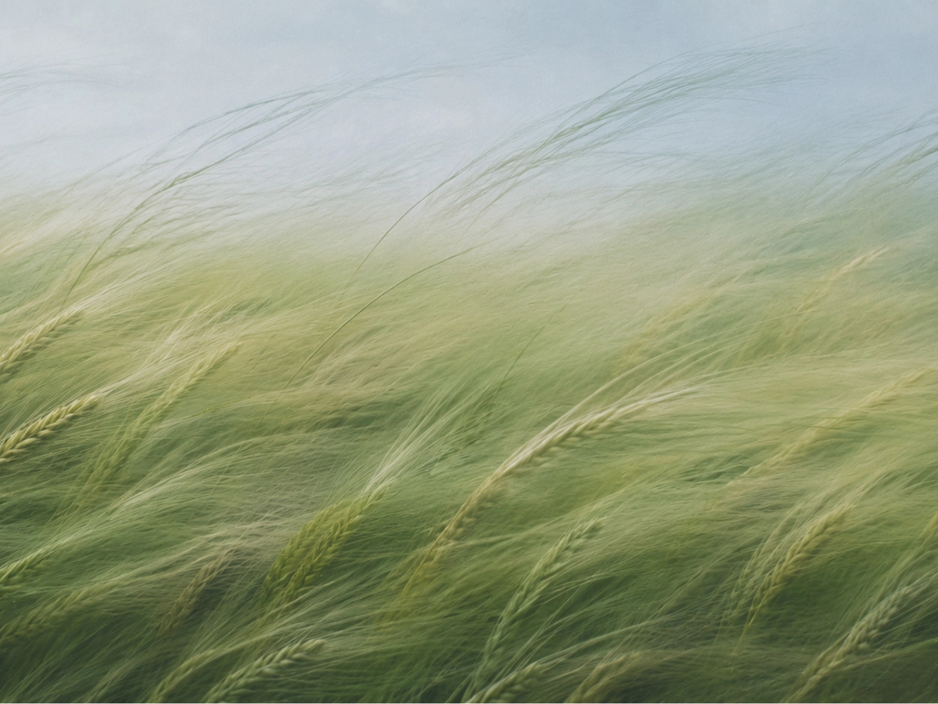 02 | Surging Awn Wind Over Wheat landscape